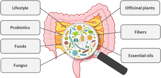 The Digestive Microbiota Influences Oestrogen Associated Diseases